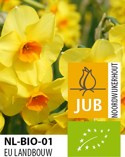 NARCISY BIO CIBULOVINY Martinette 12/14, 100 ks